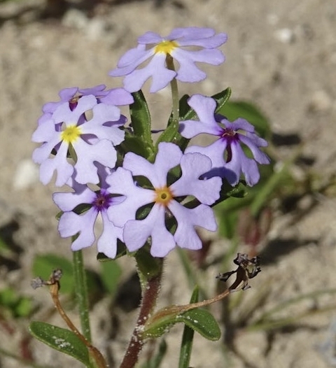 обои petal, eyebright