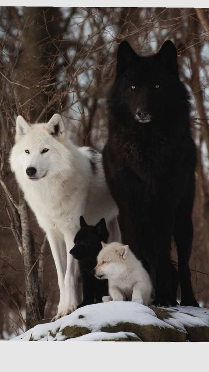 tapety fur, canidae