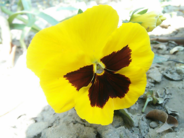 Yellow flower with brown shade