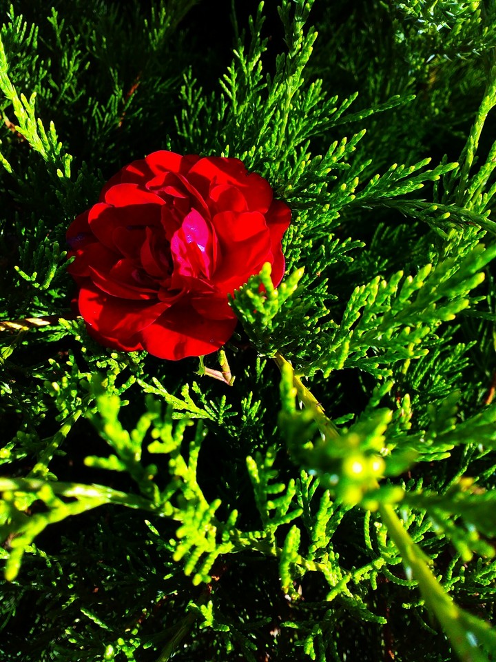 rose