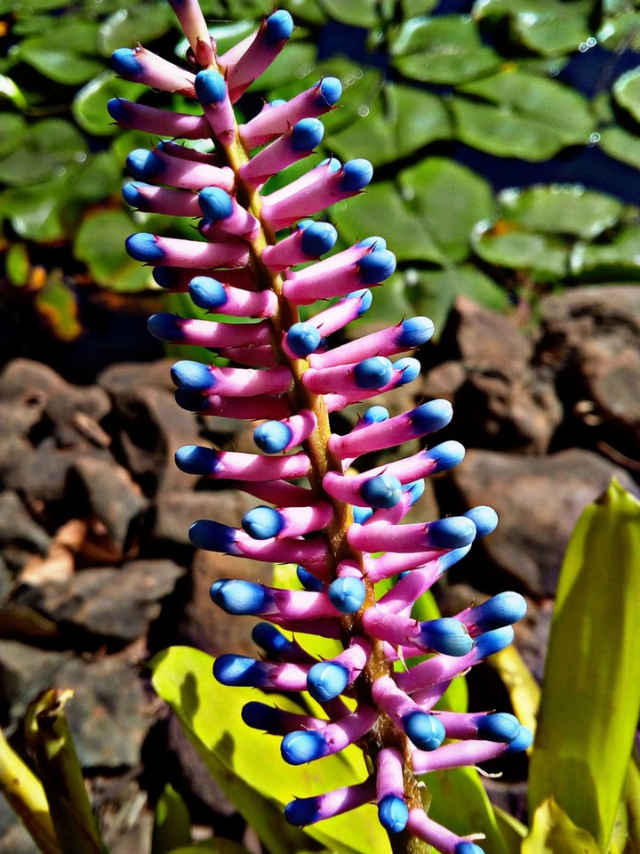 flower photography