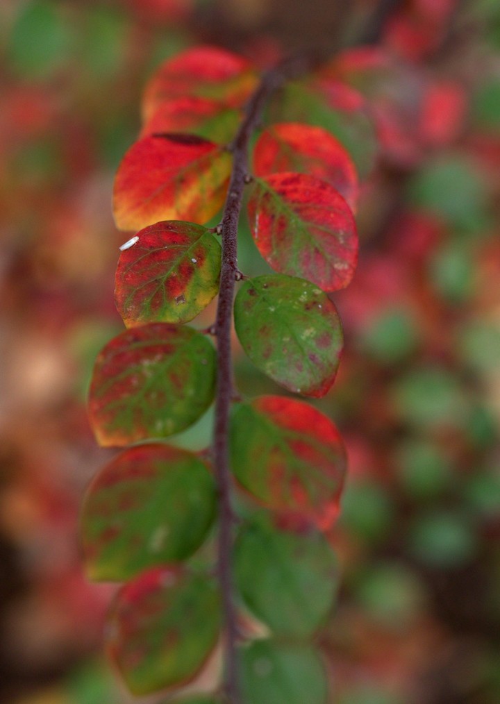 Leaf