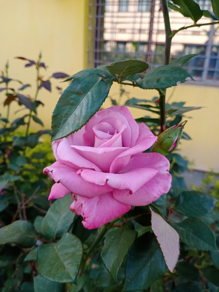 Rose
