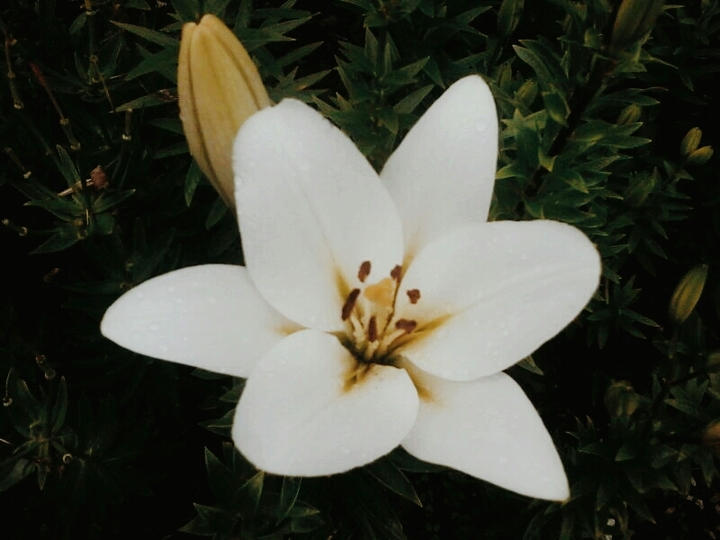 lilly