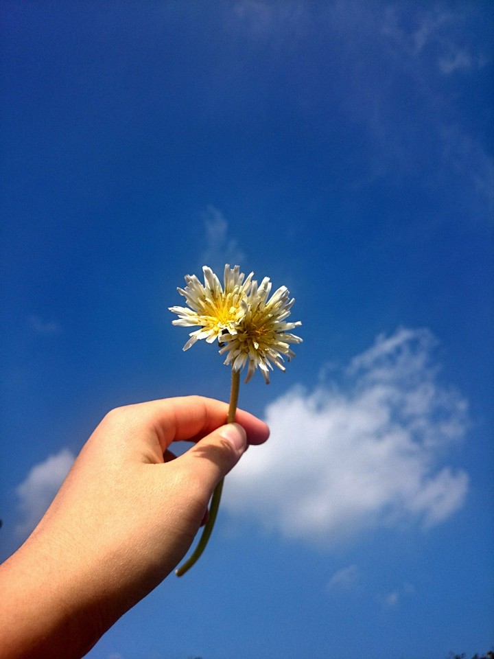 空と花