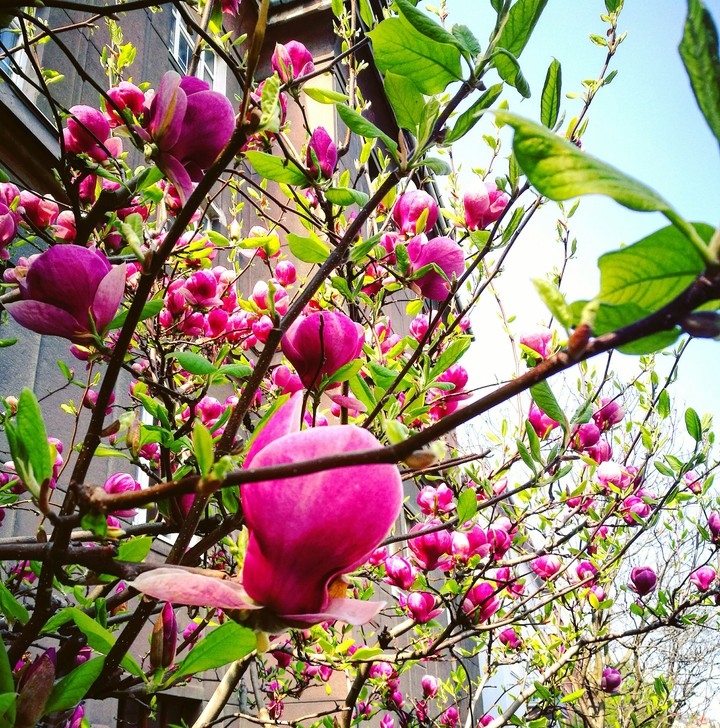 Magnolia tree