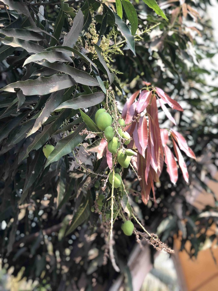 mango trees