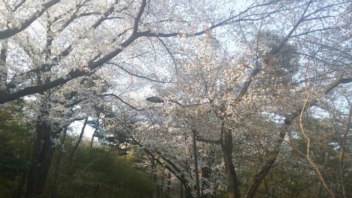 벚꽃