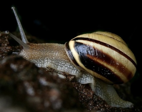 Close-up, insect Hintergrundbilder
