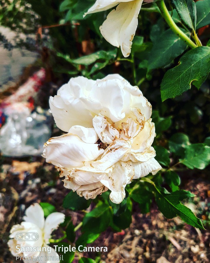white flower