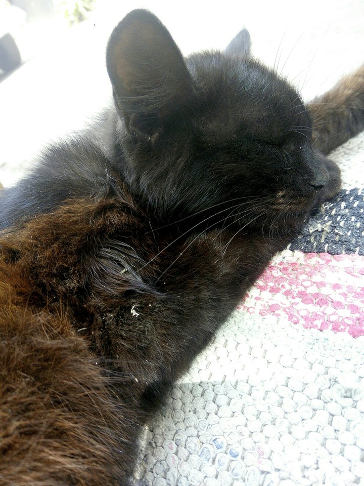 Cat)