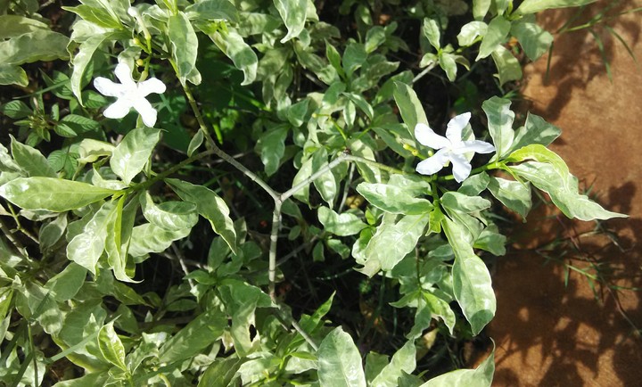 flower