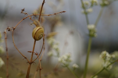 Snail sleeps high