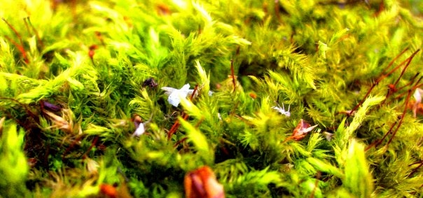 texture of nature