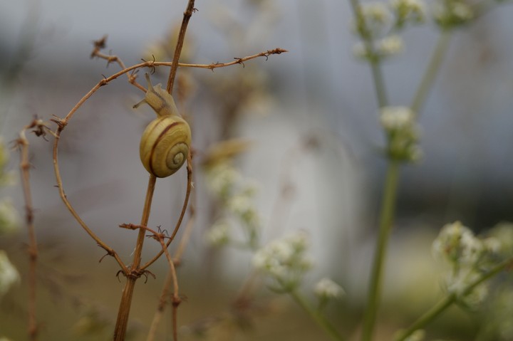 Snail sleeps high