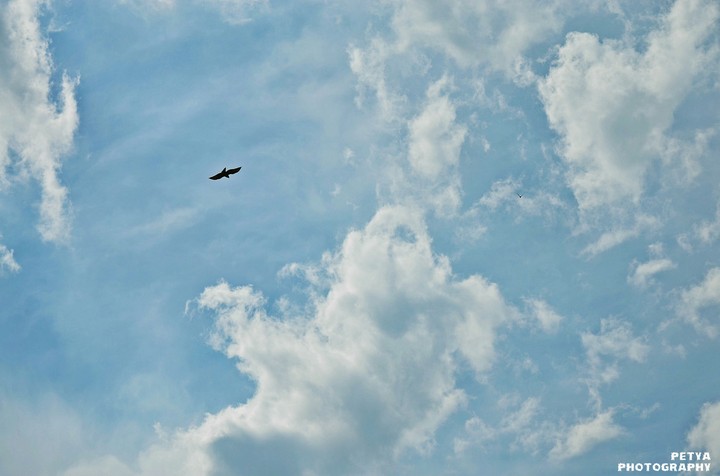 free