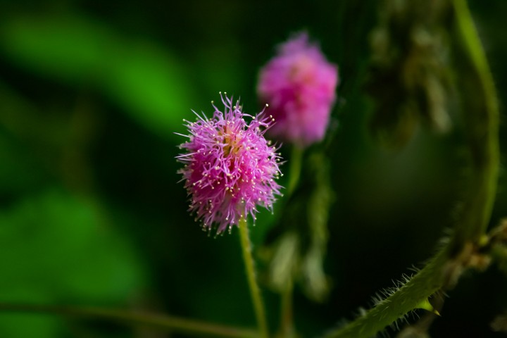 Touch me not plant flowers