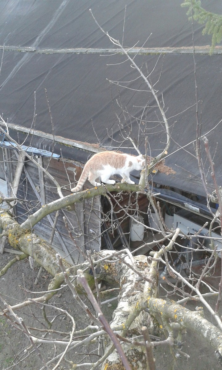 The silly cat :-D