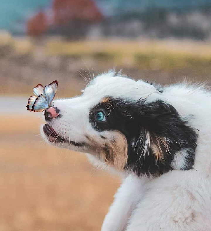 dog