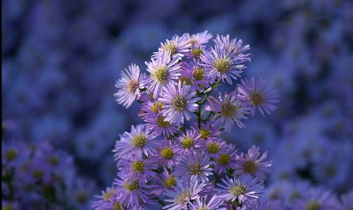 World of Flowers.