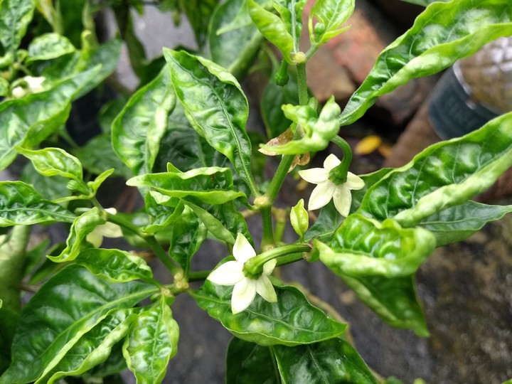 Flower