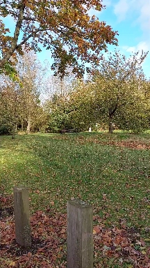 Autumn common