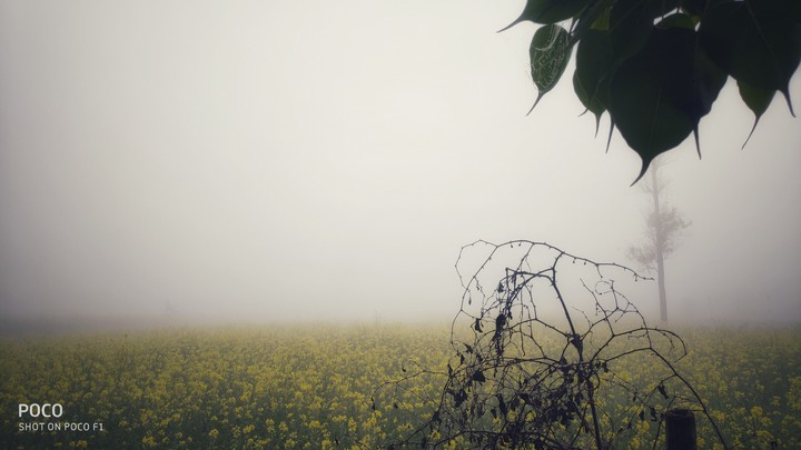 fog