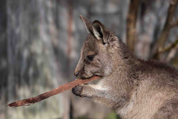 animal