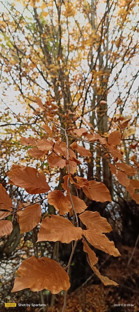 trunk, plant háttérképek
