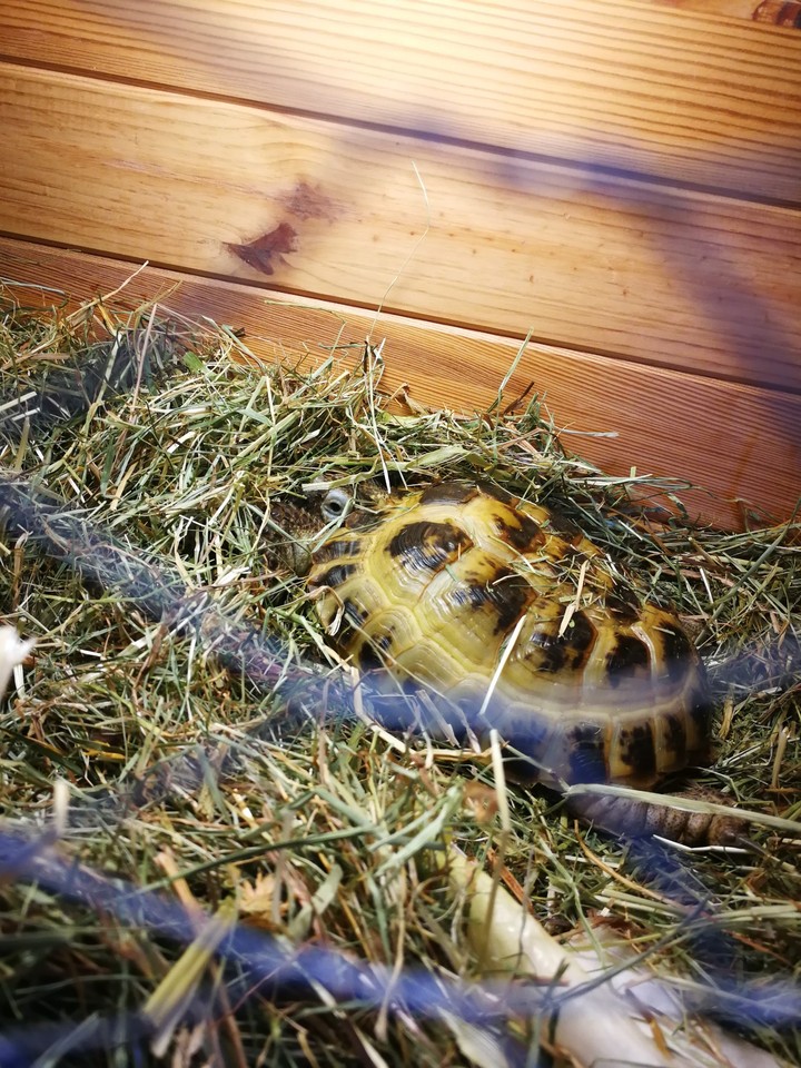 Turtle