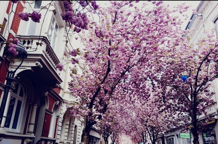 cherrybloom