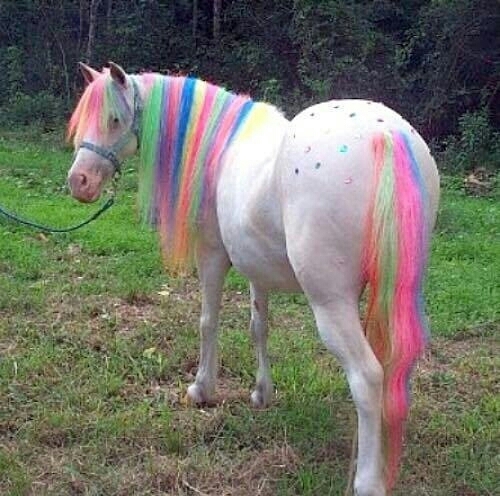 horse