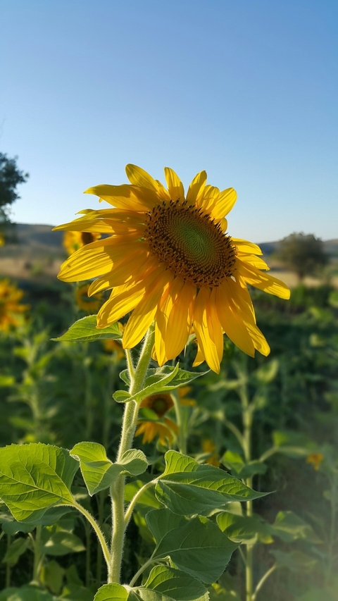 sunflower