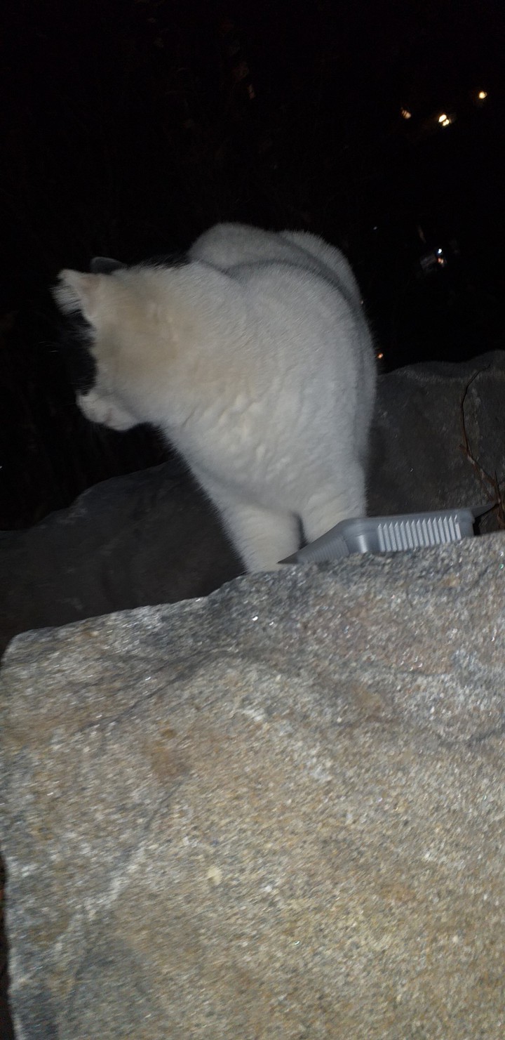 cat