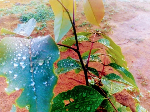 fonds d'écran moisture, drop