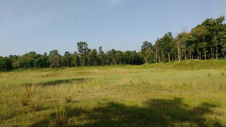 open grassland