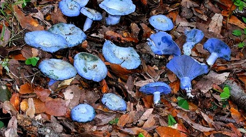 blue Mushrooms