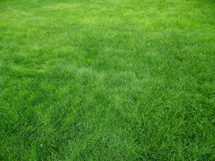Grass