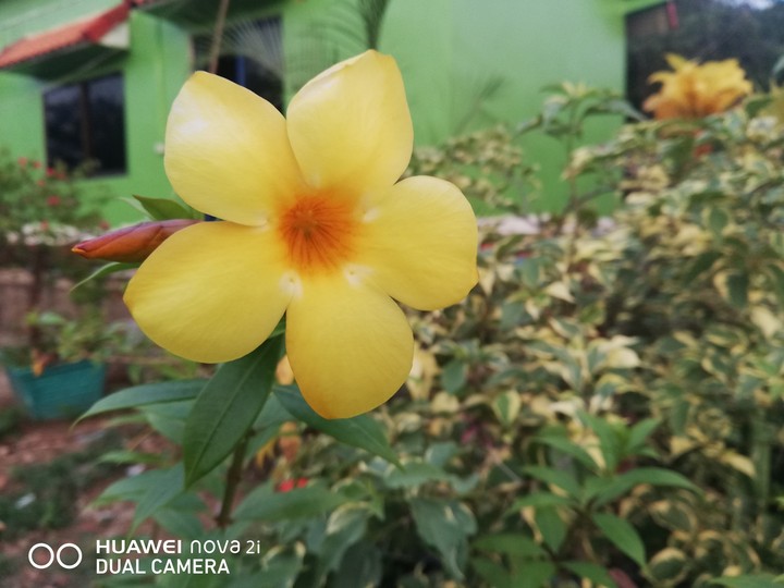 Allamanda cathartica flower.