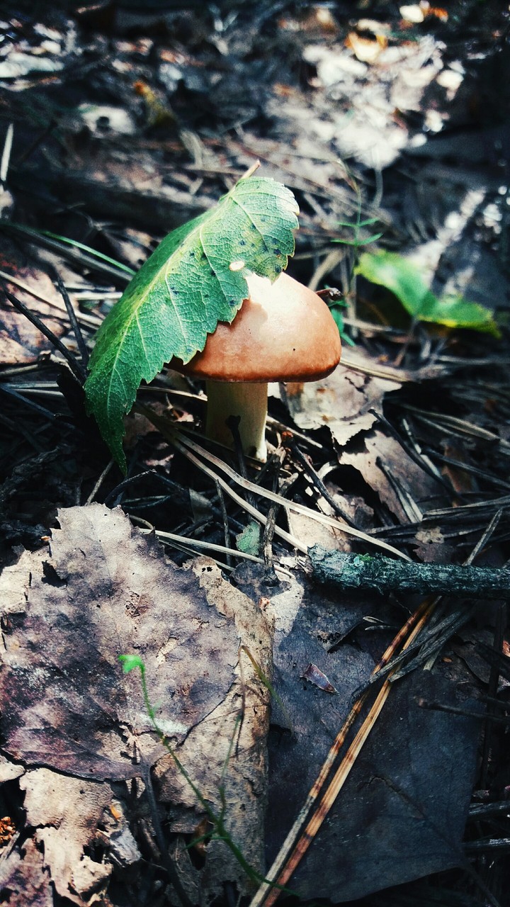 forest dream