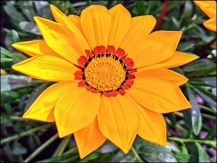 wunderschön anzusehen, Blume