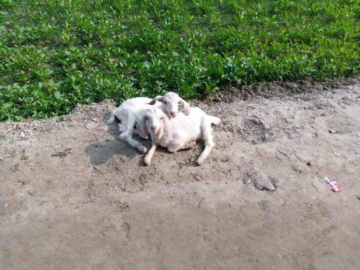 Kids chilling in the morning.