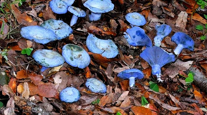 blue Mushrooms