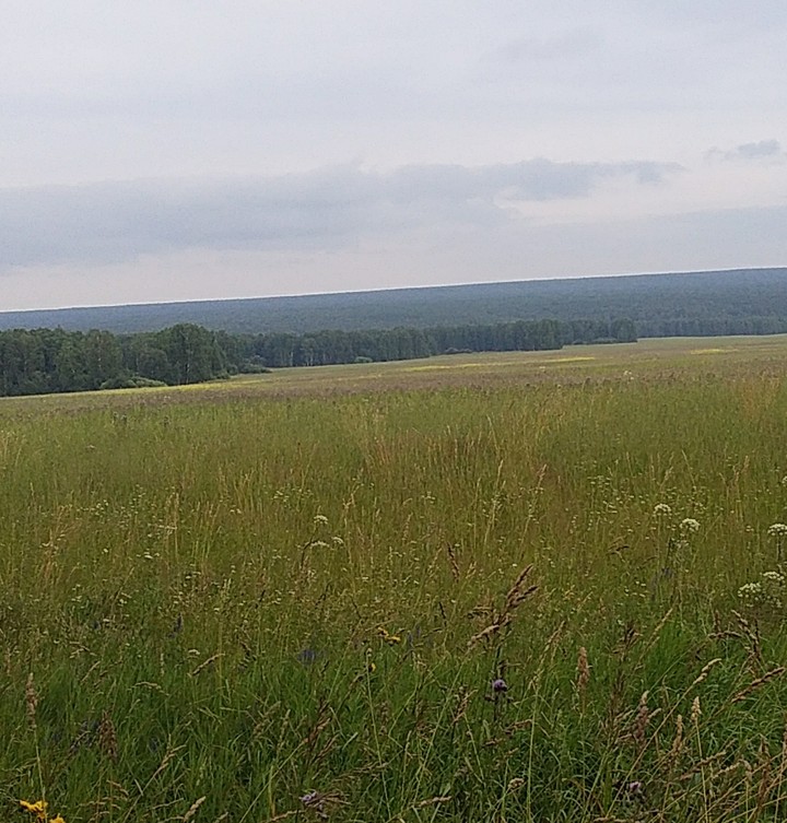 поле
