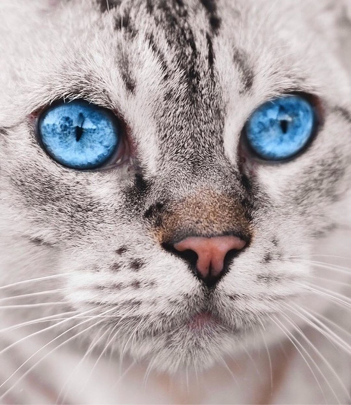 blue eyed cat