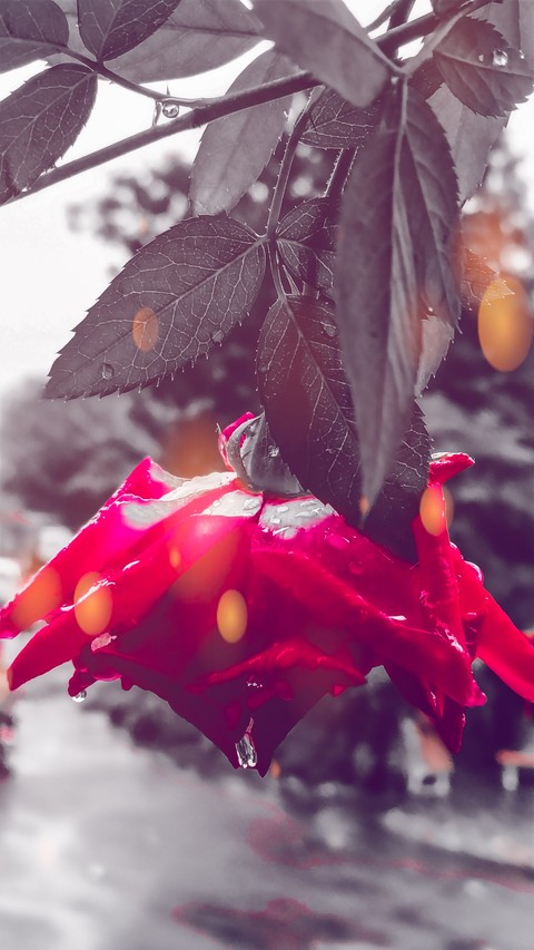 red rose