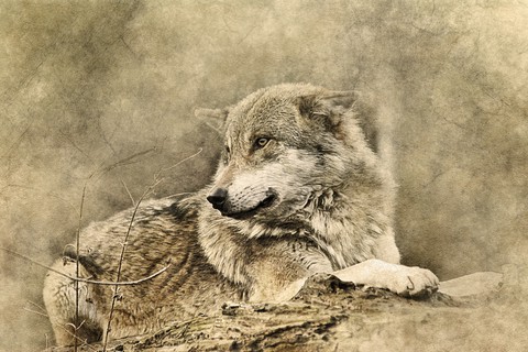 wolf, wildlife duvar kağıtları