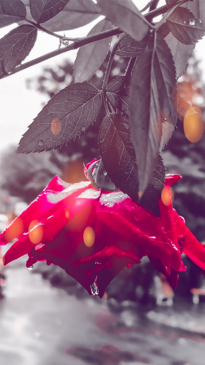red rose