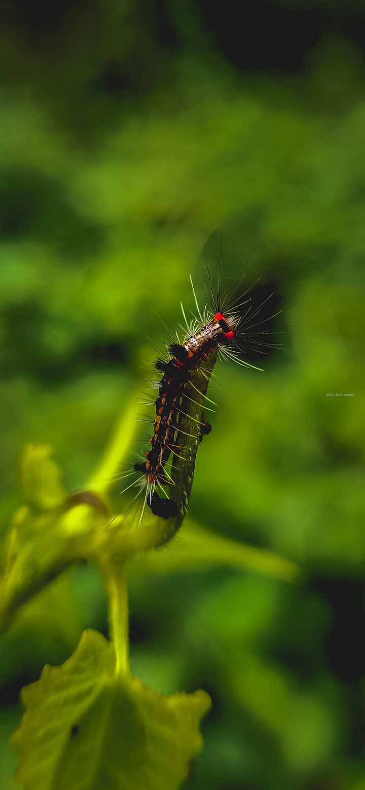 Caterpillar