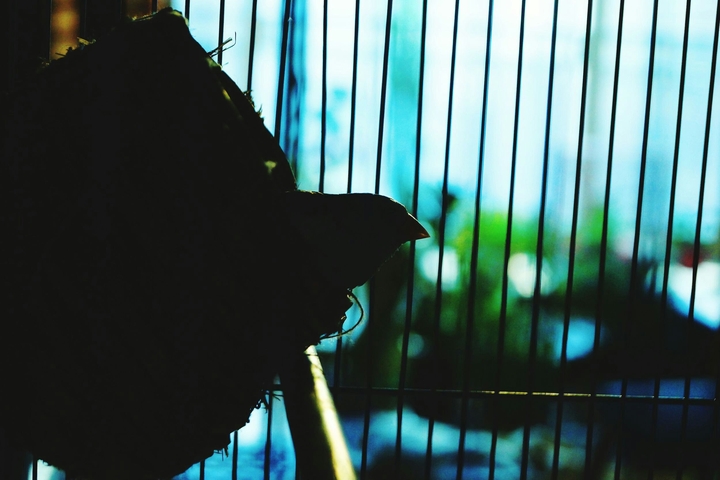 Caged.
